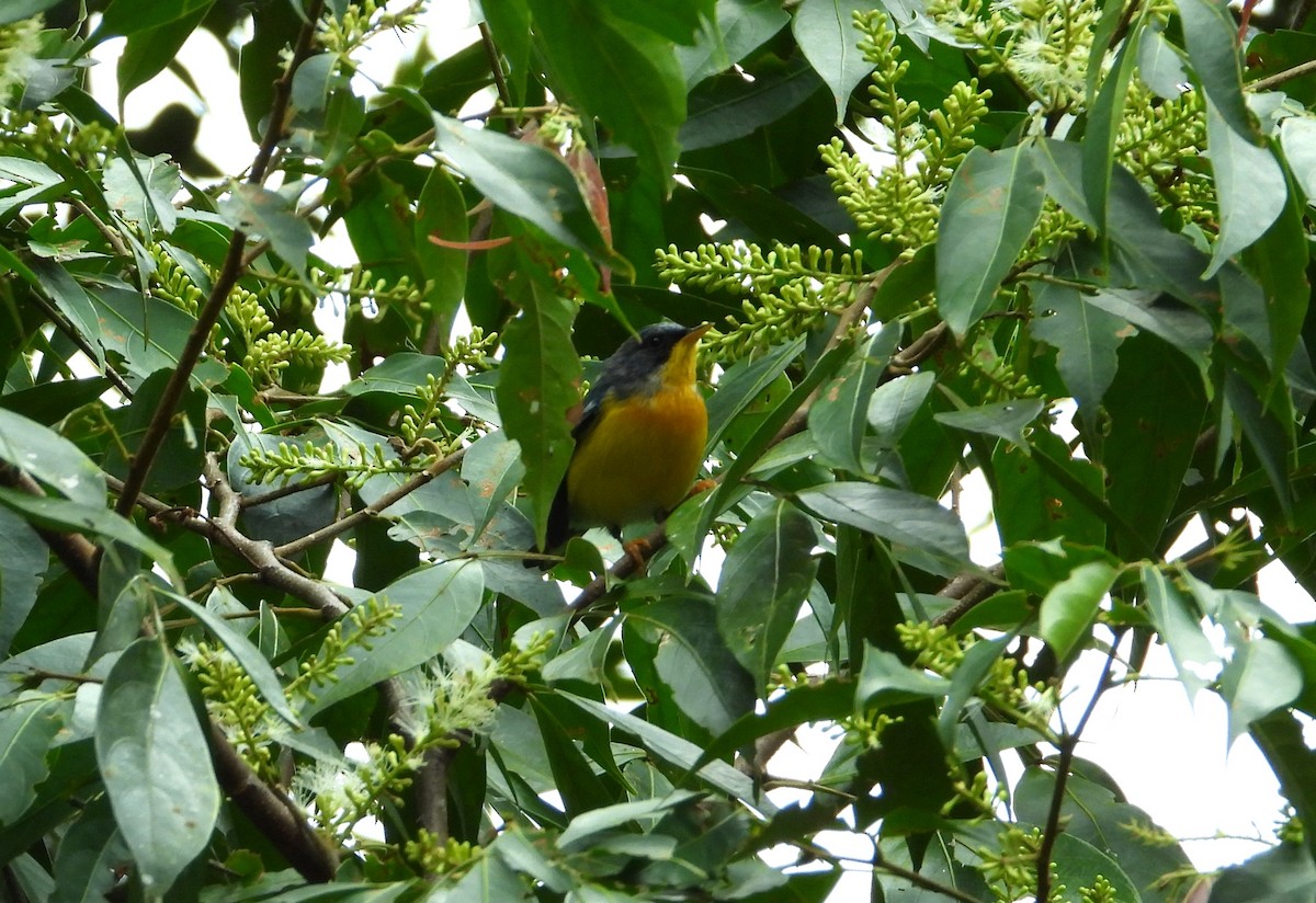 Tropical Parula - ML624096268