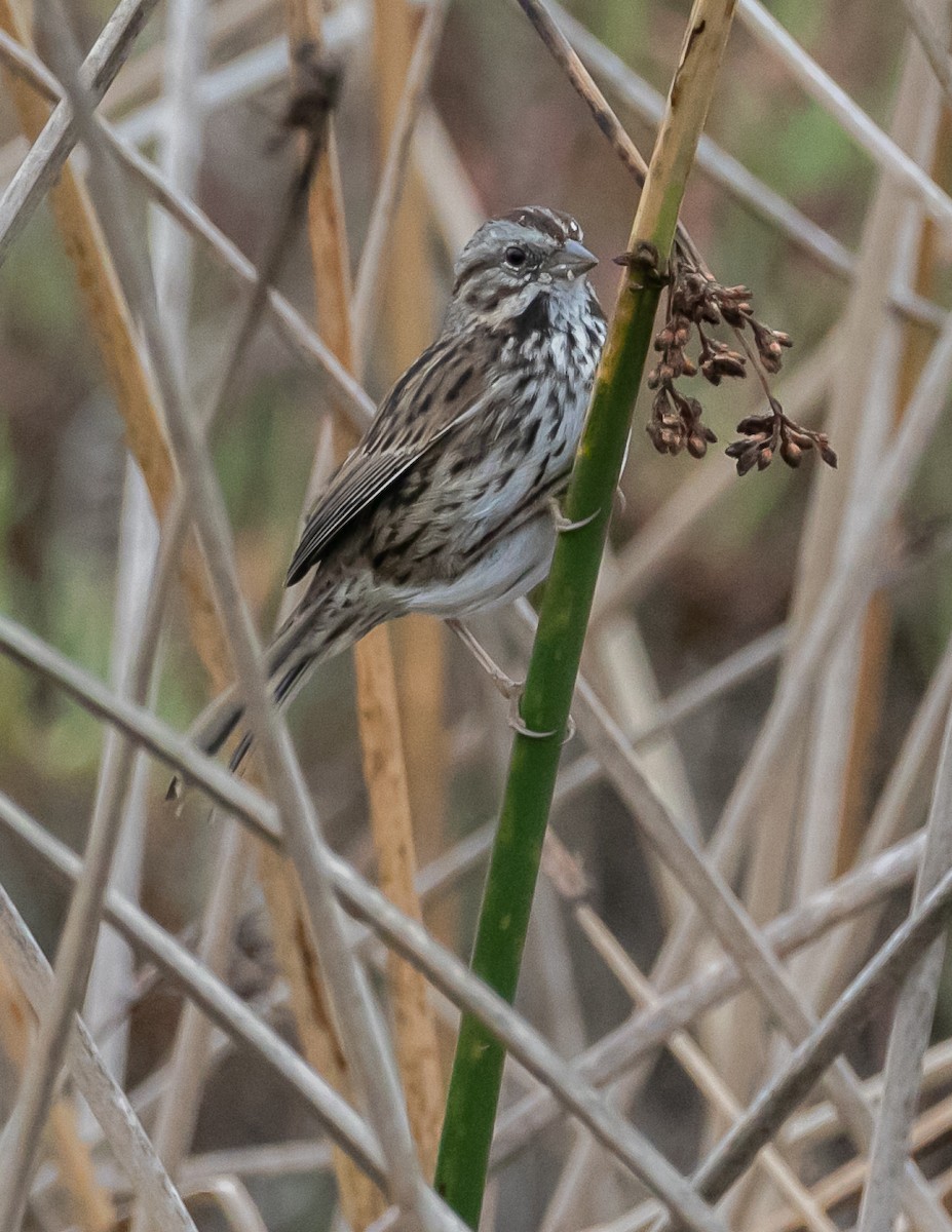 Song Sparrow - ML624096276