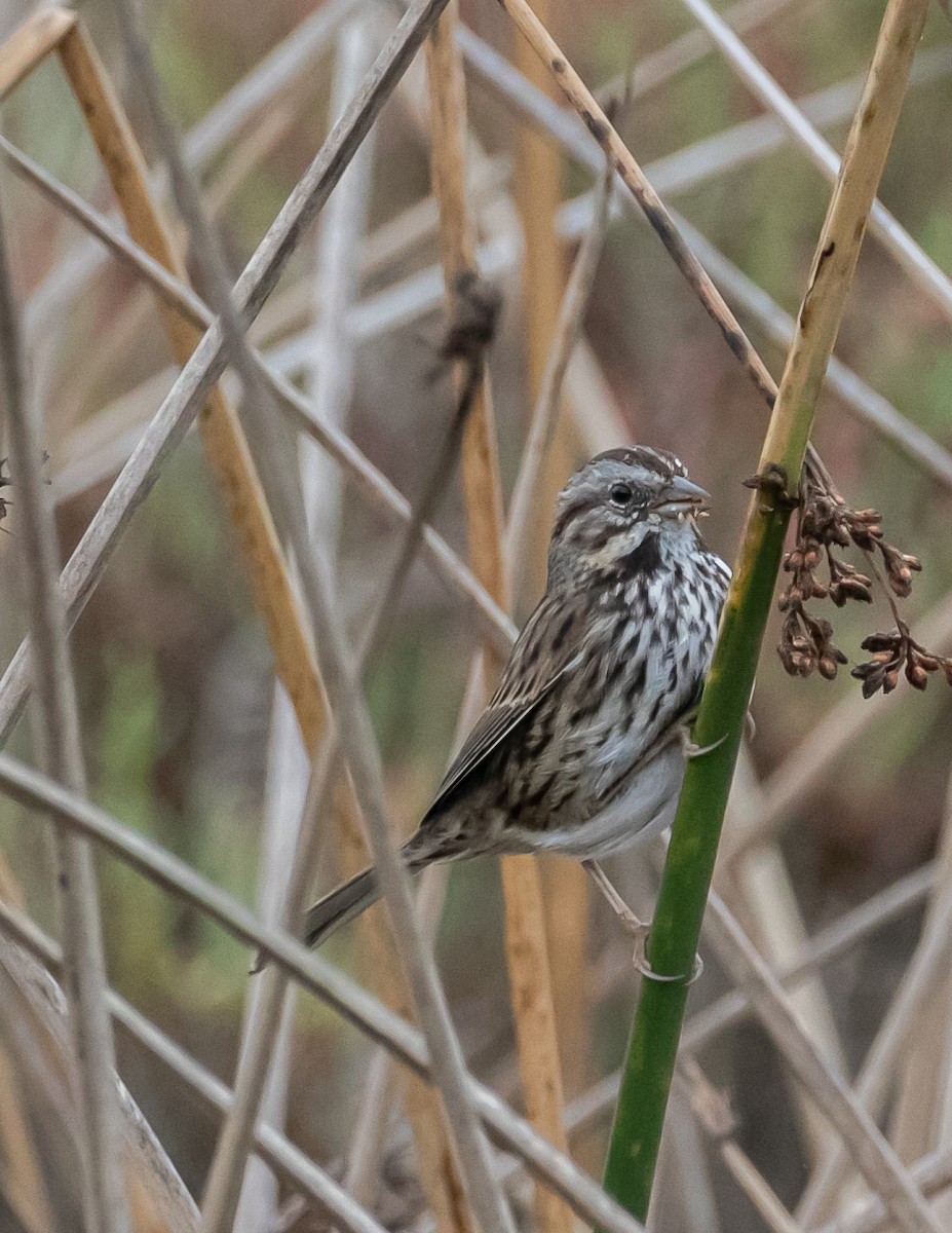 Song Sparrow - ML624096277