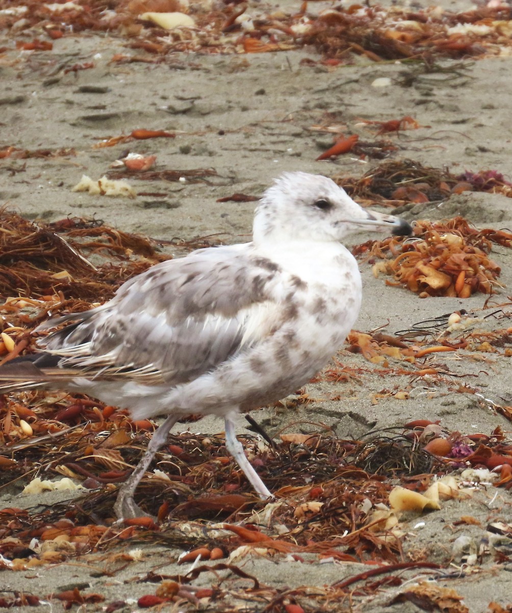 California Gull - ML624096295