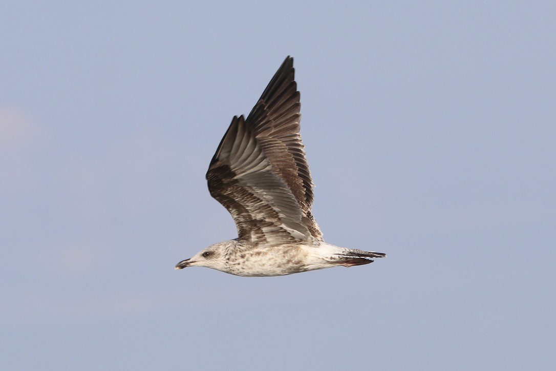 Lesser Black-backed Gull - Irvin Pitts