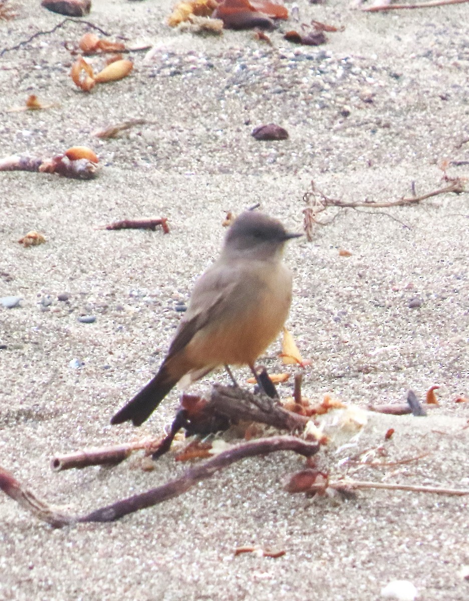 Say's Phoebe - ML624096318