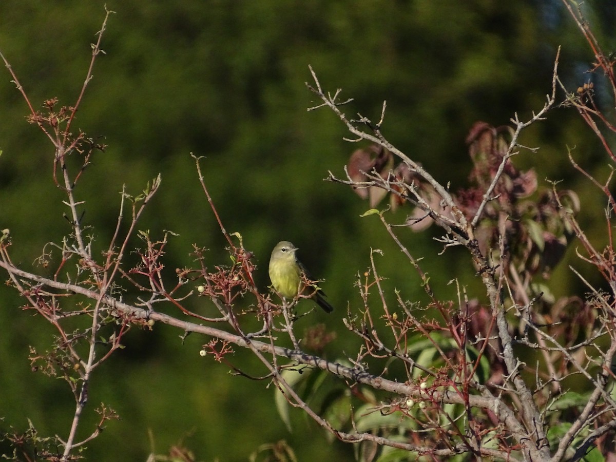 Orange-crowned Warbler - ML624096322