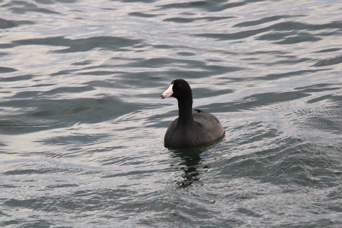 American Coot - Kevin Wistrom