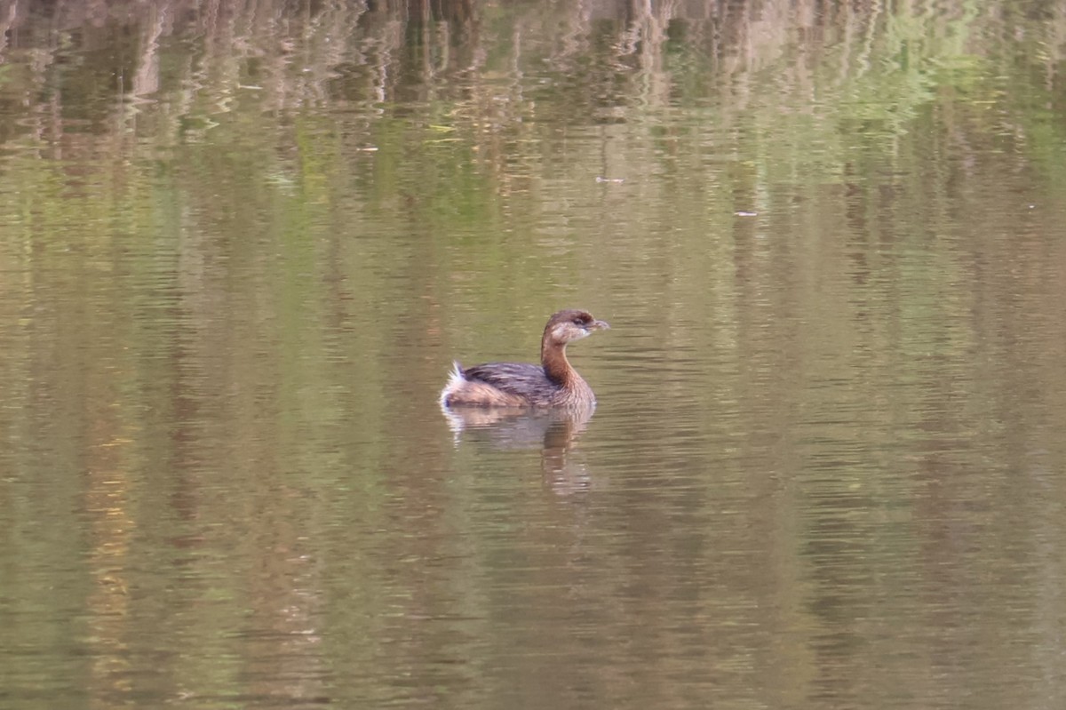 Pied-billed Grebe - ML624096335