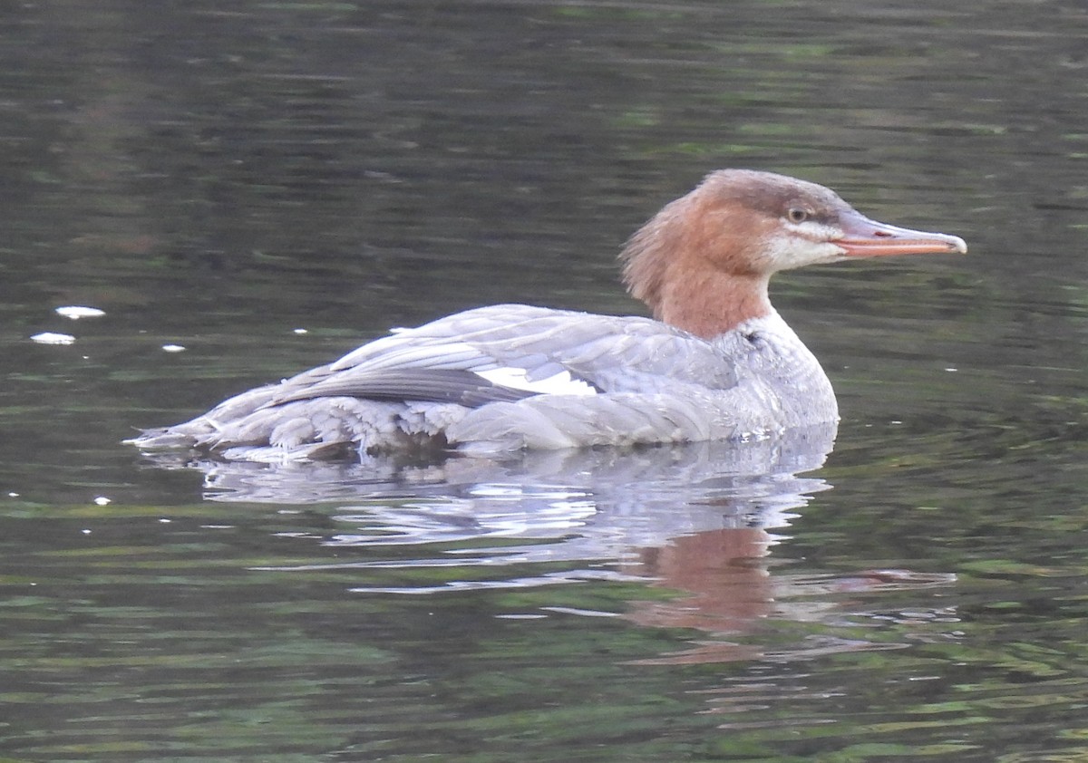 Common Merganser - Susanne Meidel