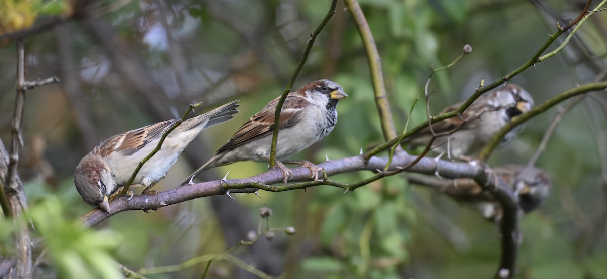 House Sparrow - ML624096363