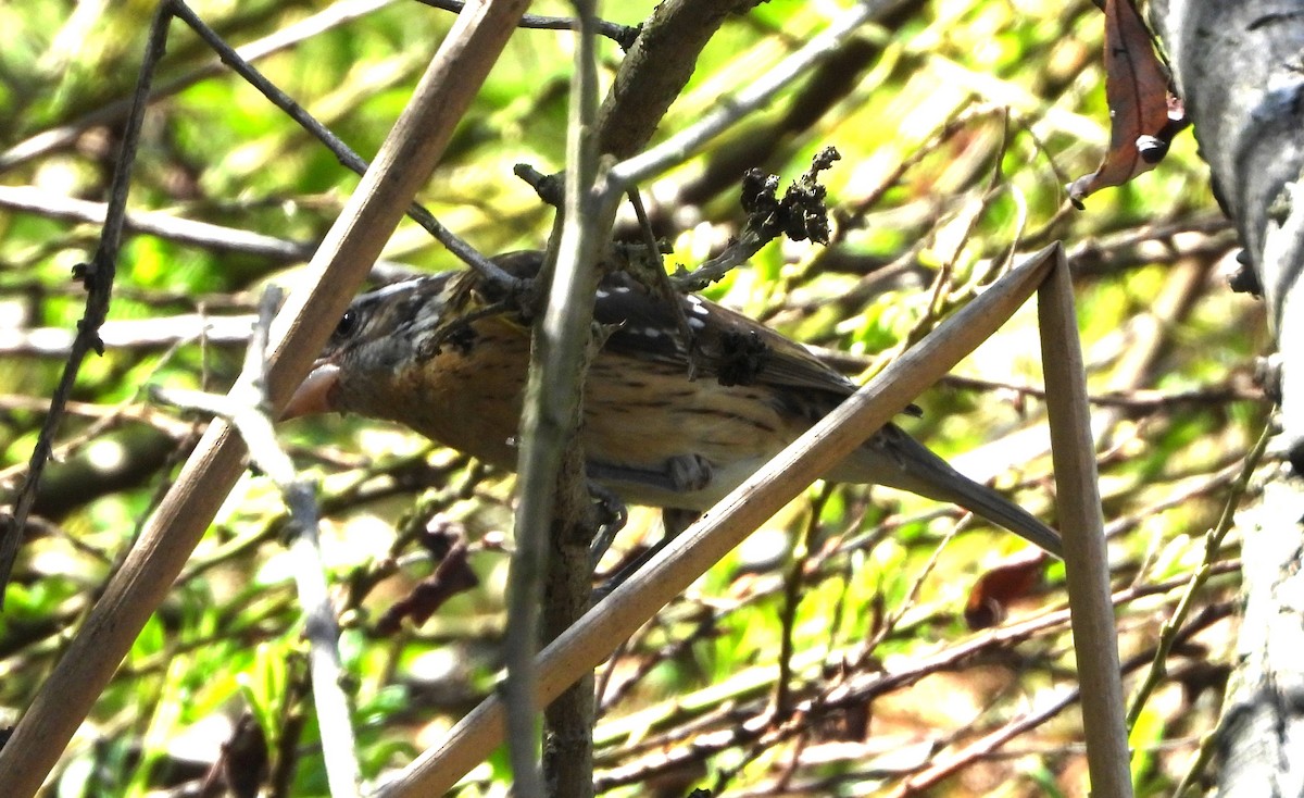 Black-headed Grosbeak - ML624096368