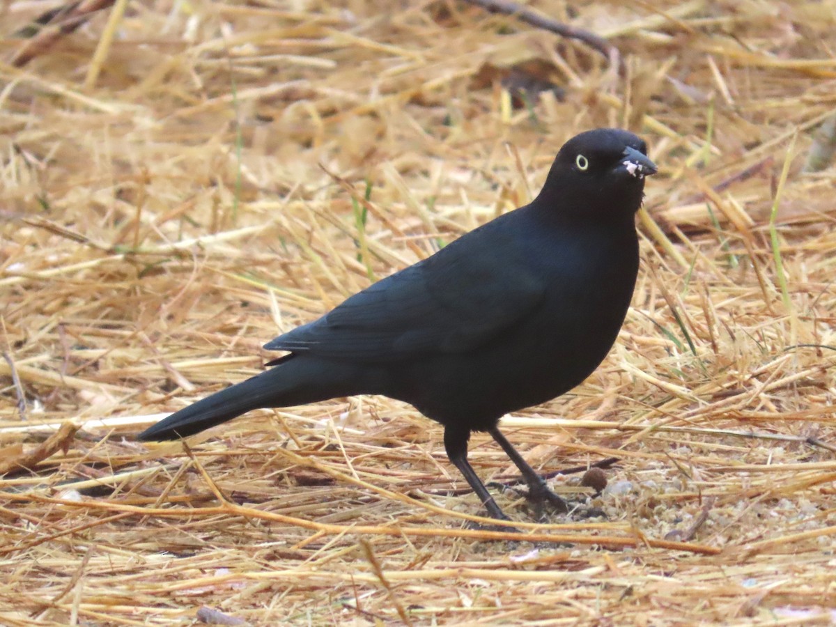 Brewer's Blackbird - ML624096369