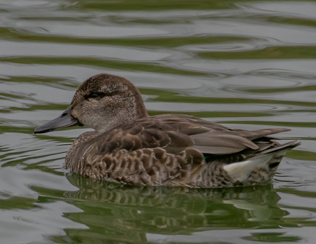 Green-winged Teal - Chris Tosdevin