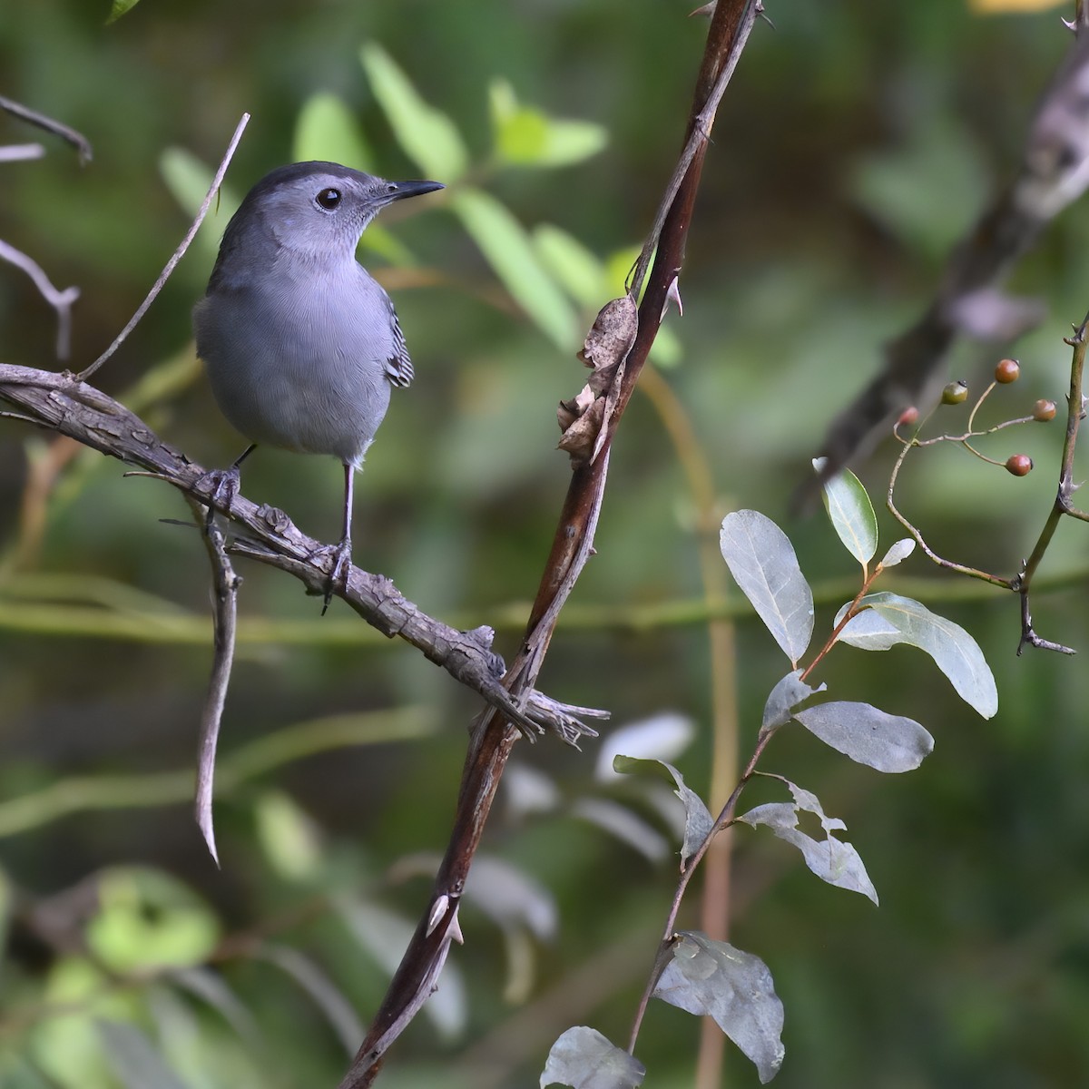 Gray Catbird - ML624096372