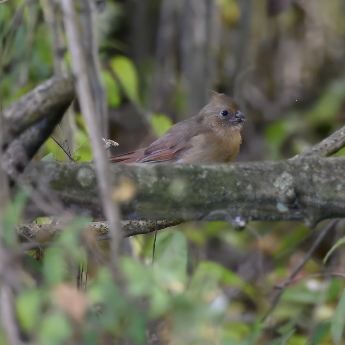 Northern Cardinal - ML624096374