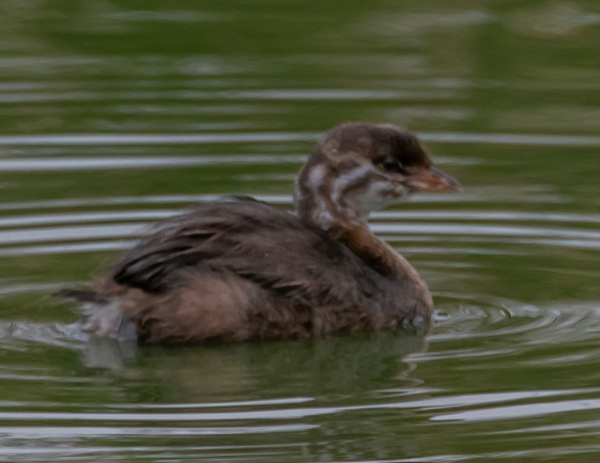 Pied-billed Grebe - ML624096379