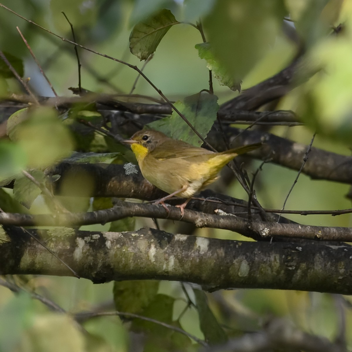 Common Yellowthroat - ML624096380