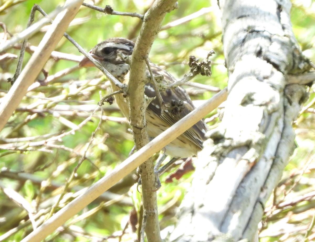 Black-headed Grosbeak - ML624096383