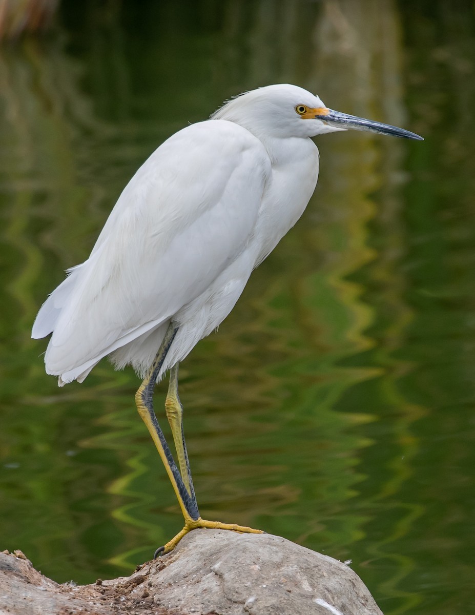 Snowy Egret - ML624096393