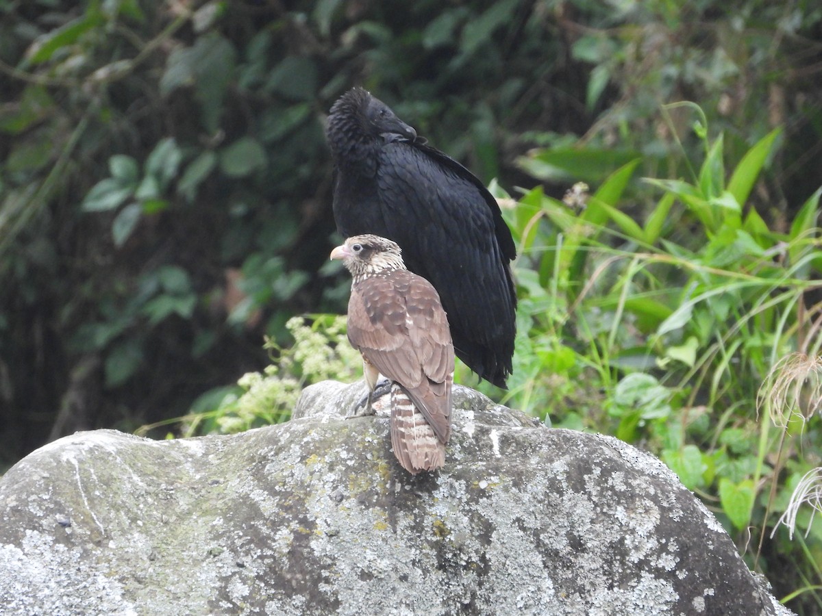 Caracara à tête jaune - ML624096396