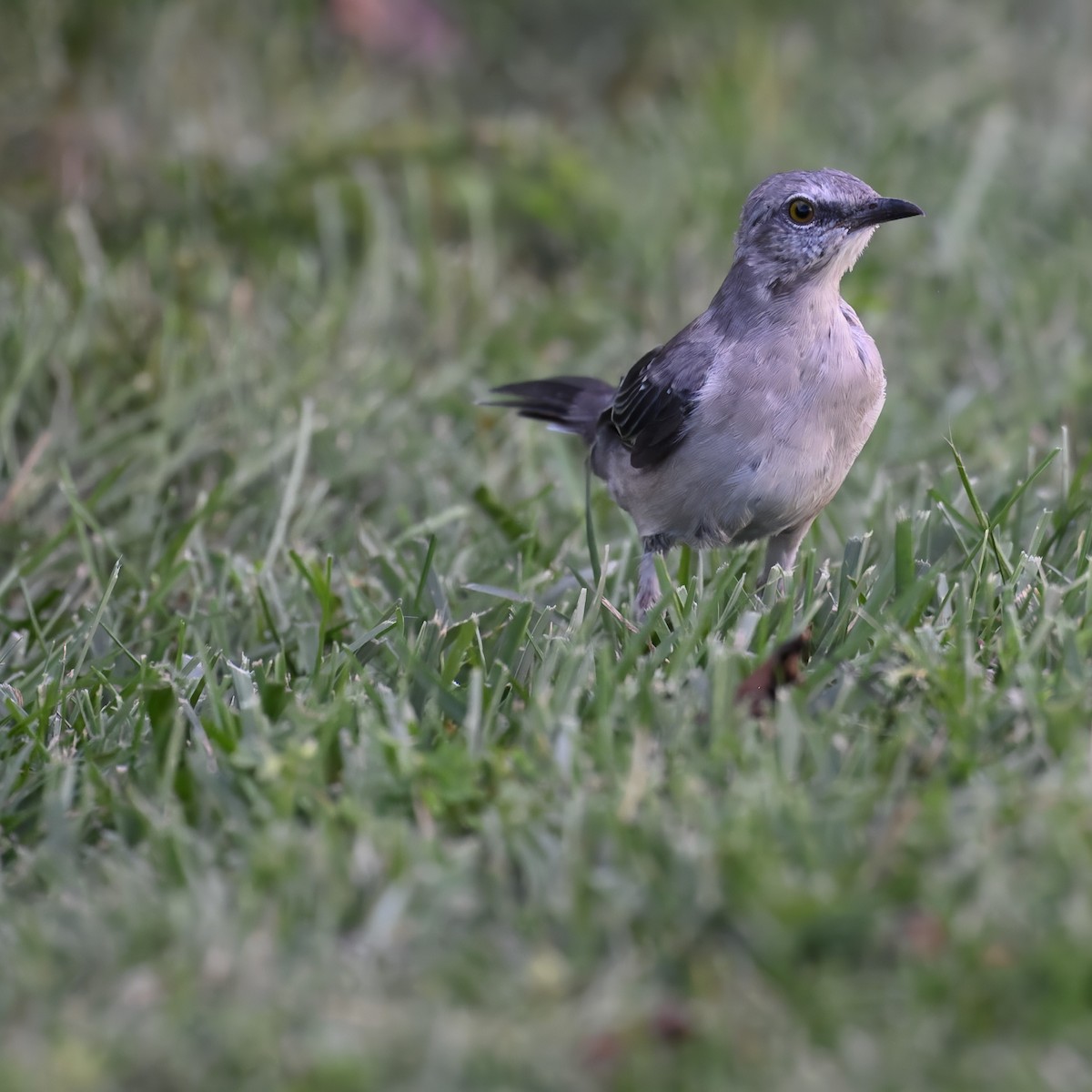 Northern Mockingbird - ML624096398