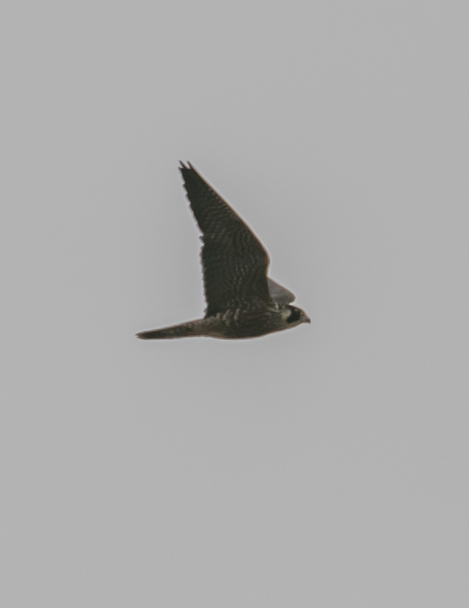 Peregrine Falcon - ML624096400