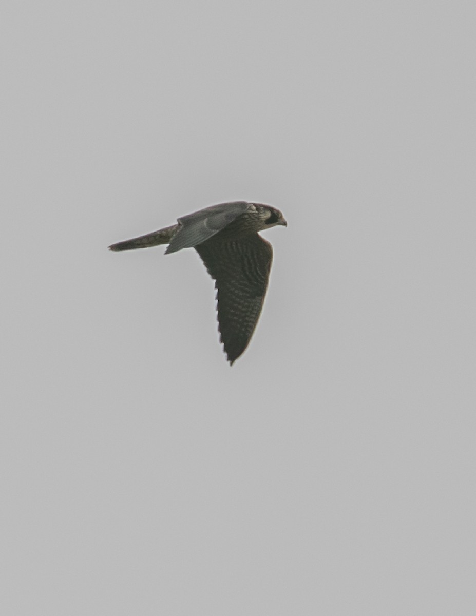 Peregrine Falcon - ML624096401