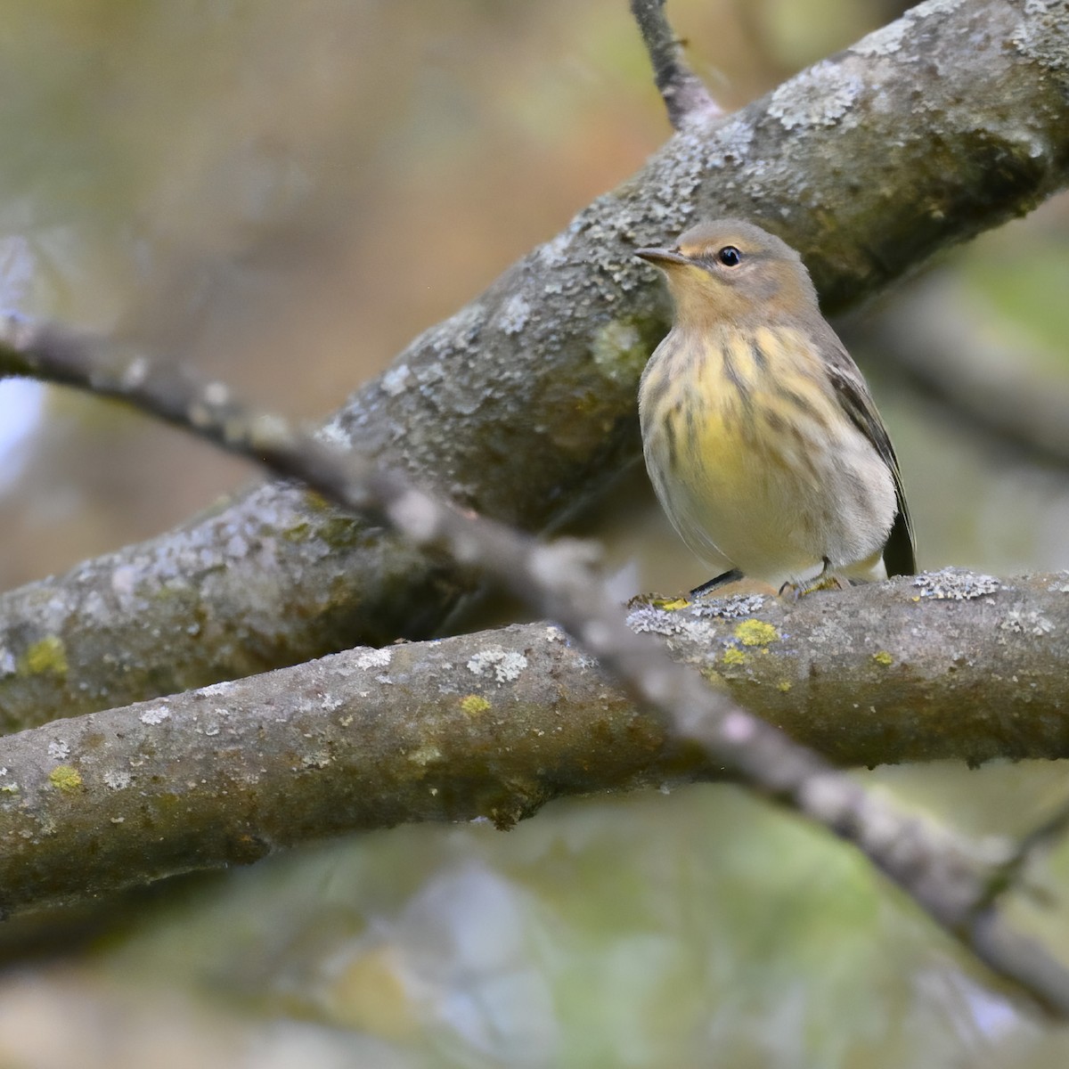 Cape May Warbler - ML624096406