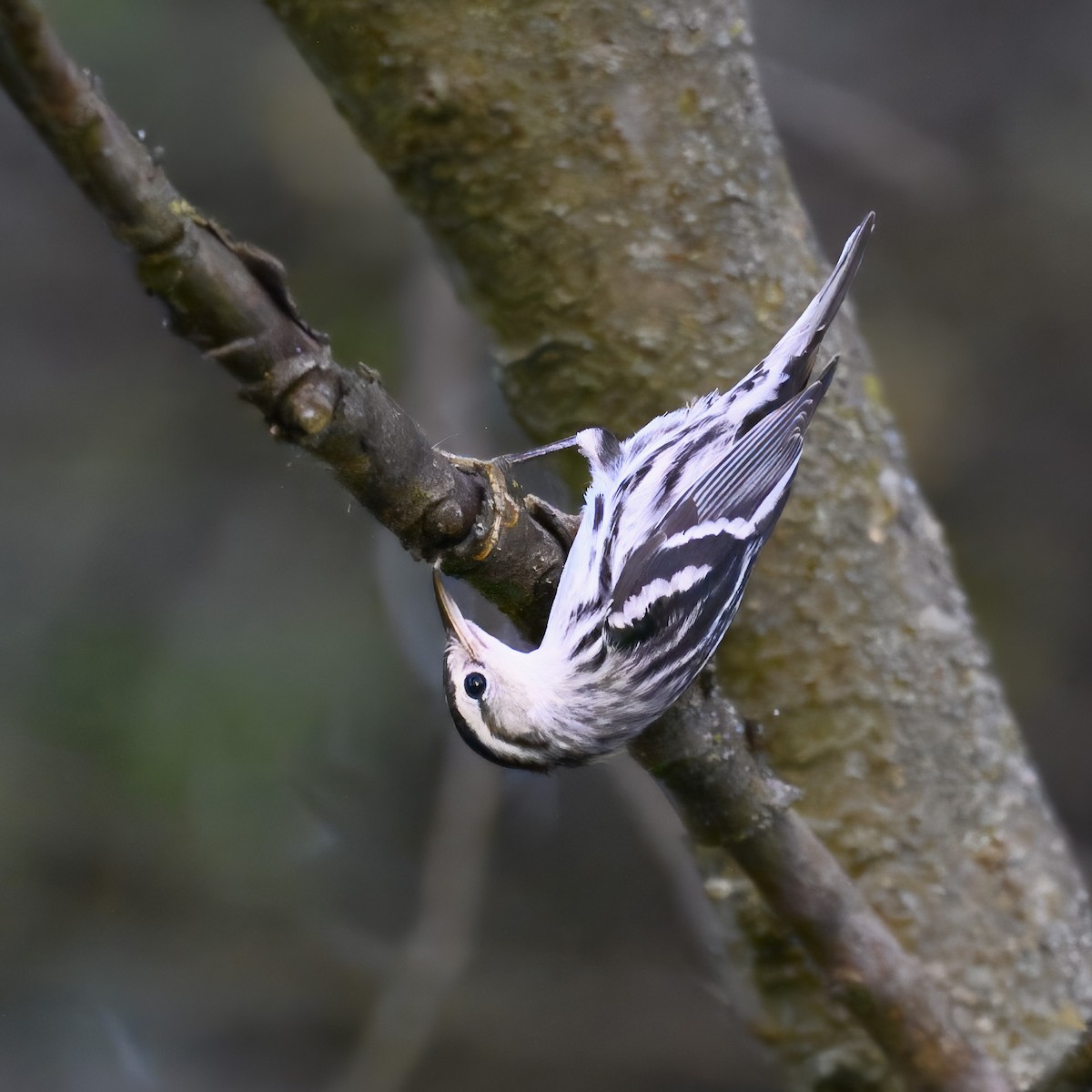 Black-and-white Warbler - ML624096421