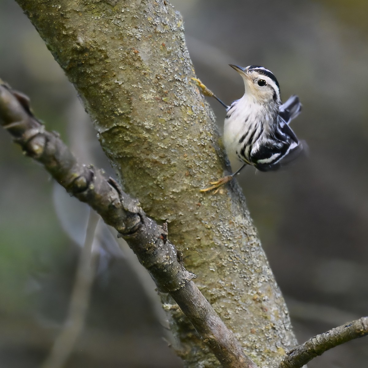 Black-and-white Warbler - ML624096422