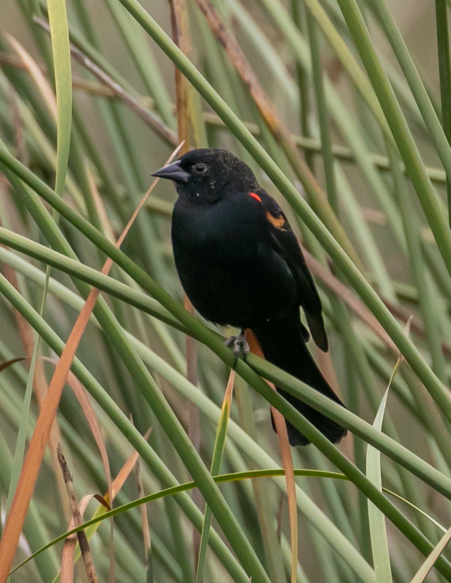 Red-winged Blackbird - ML624096425