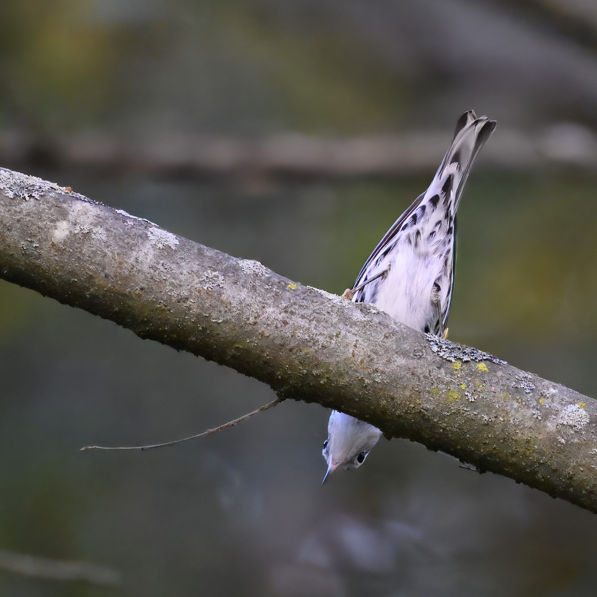 Black-and-white Warbler - ML624096432