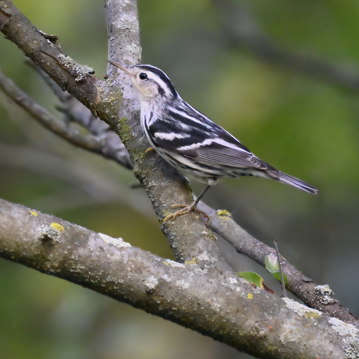 Black-and-white Warbler - ML624096433