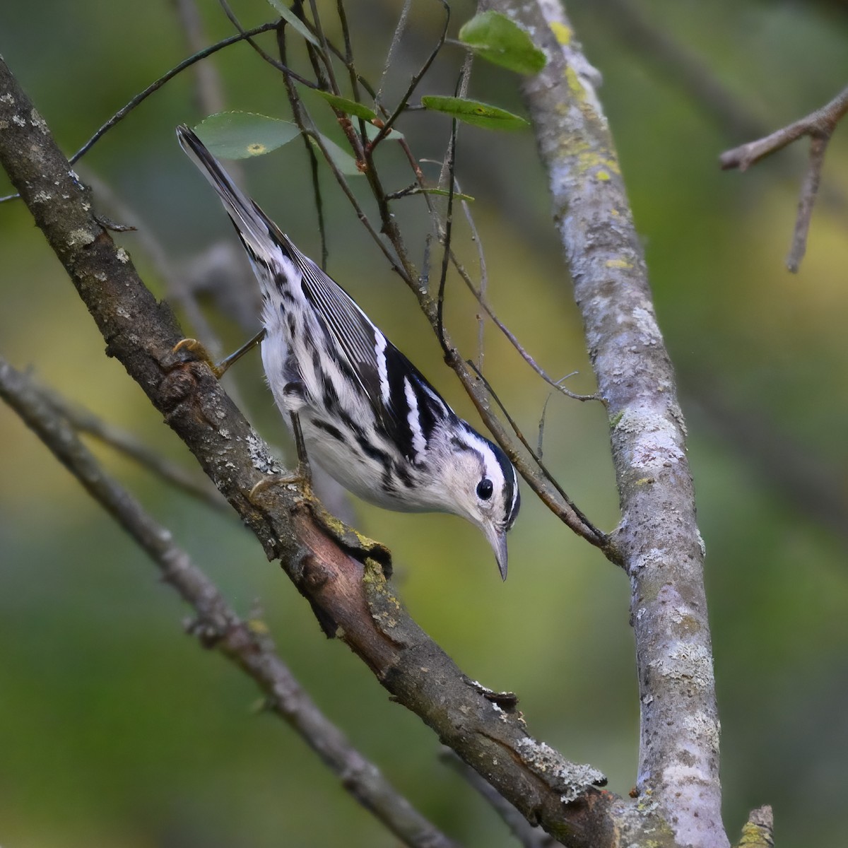 Black-and-white Warbler - Laura  Wolf