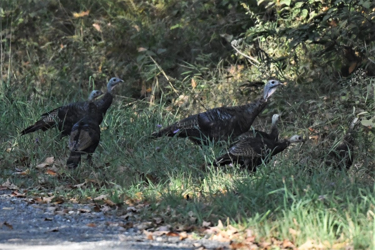 Wild Turkey - ML624096439