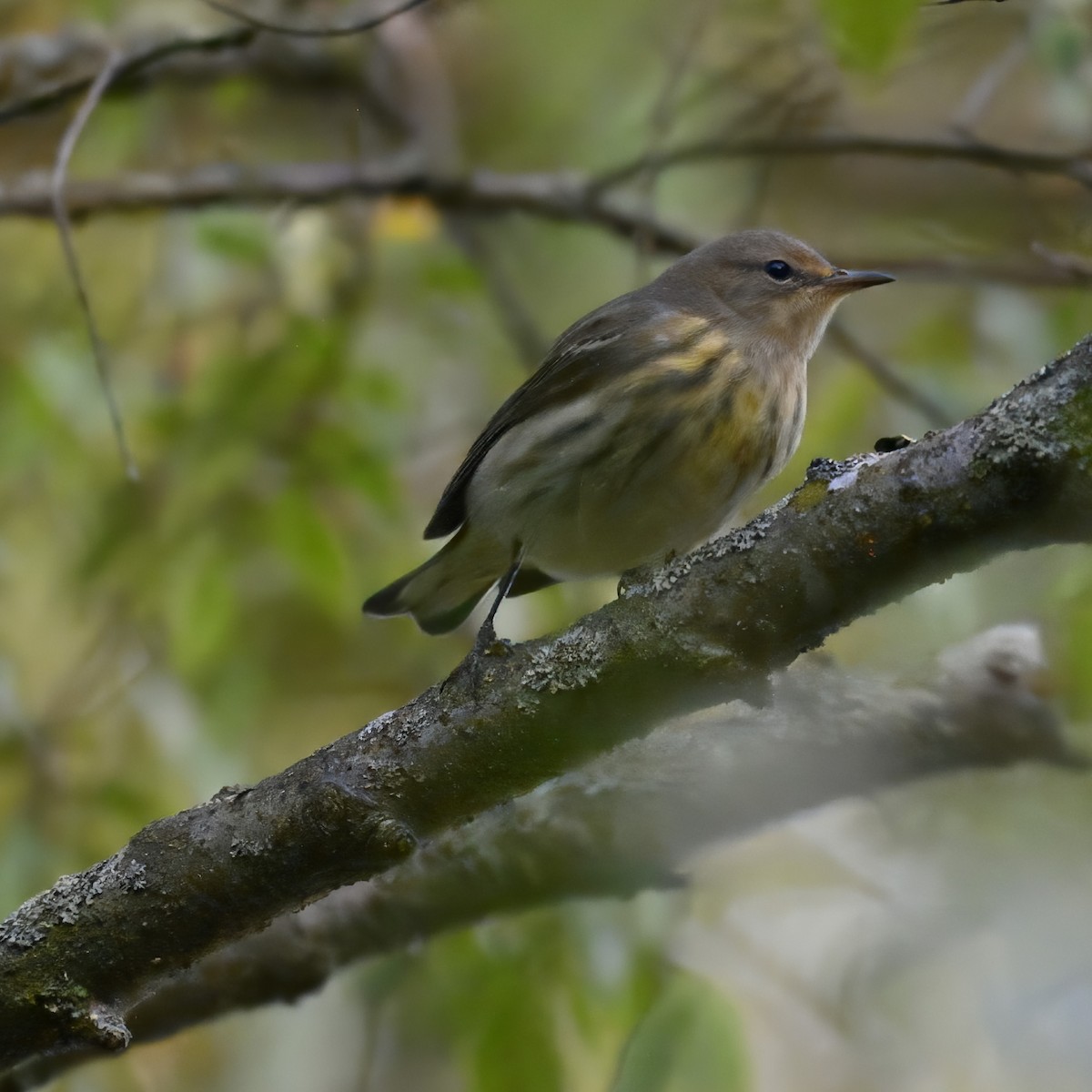 Cape May Warbler - ML624096441