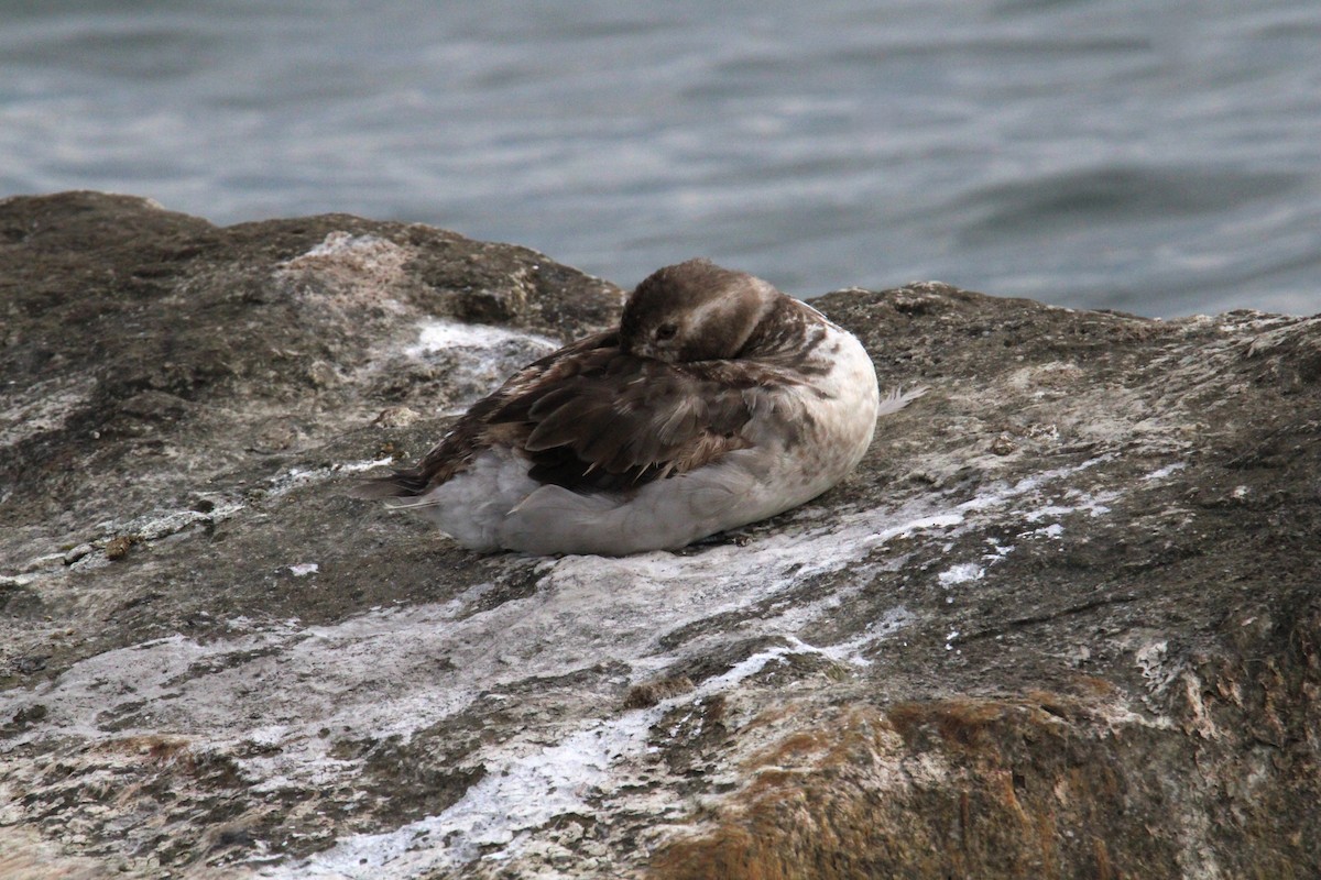 Long-tailed Duck - ML624096466