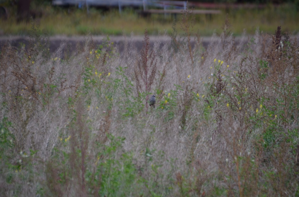 White-crowned Sparrow - ML624096538