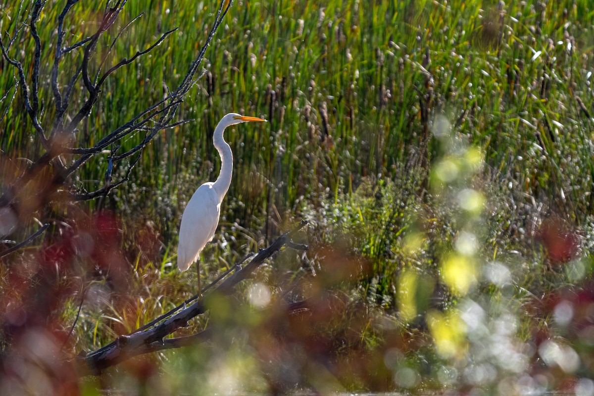 Great Egret - ML624096540