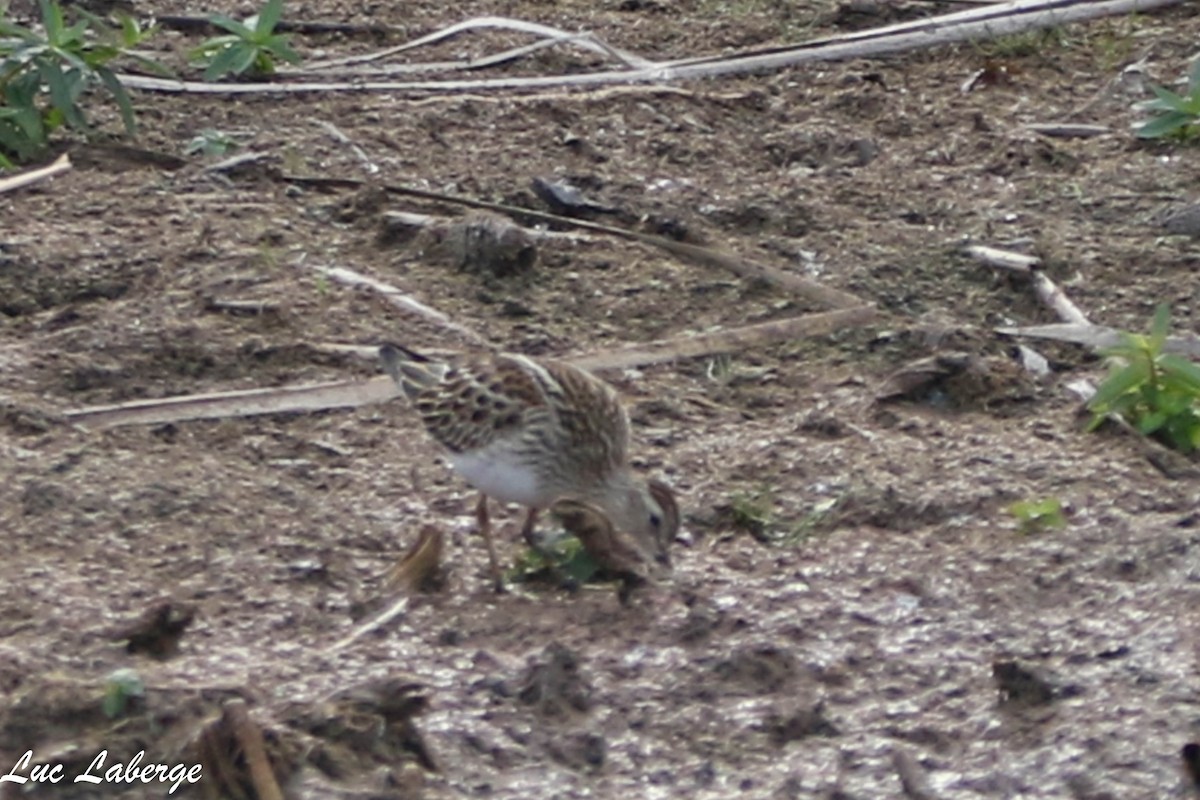 Pectoral Sandpiper - ML624096549