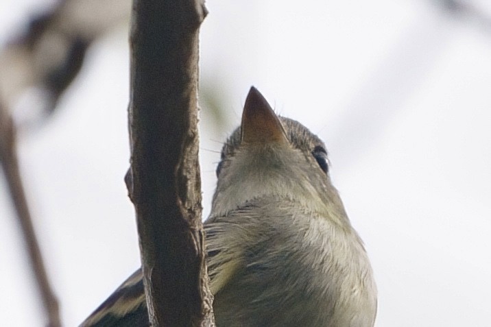 Least Flycatcher - ML624096551