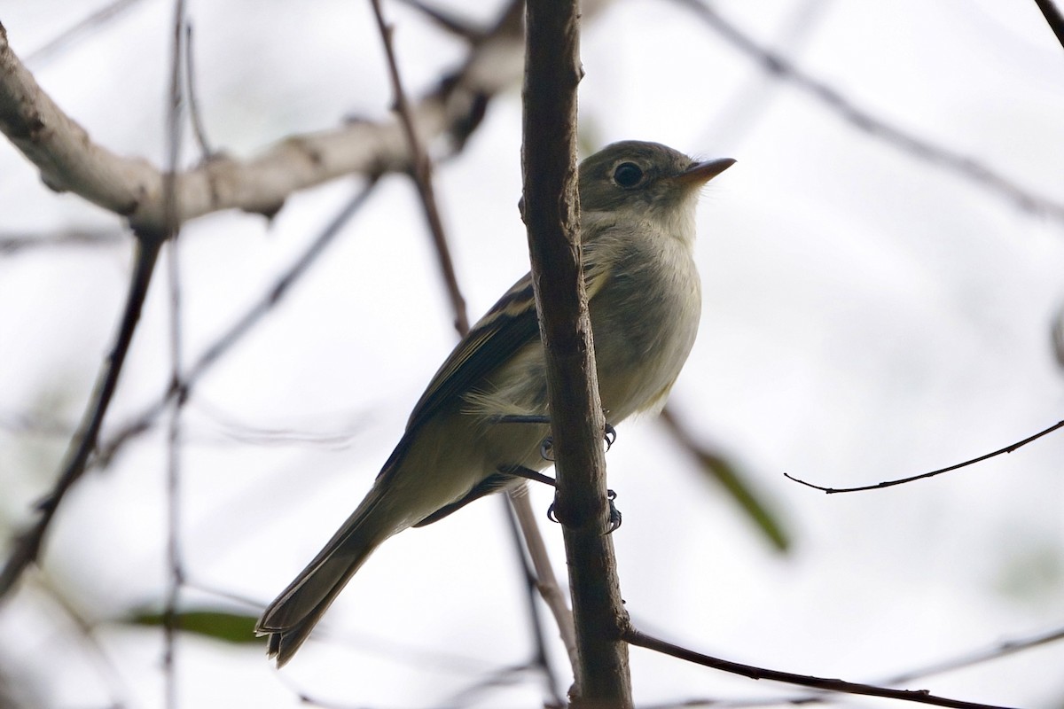 Least Flycatcher - ML624096552