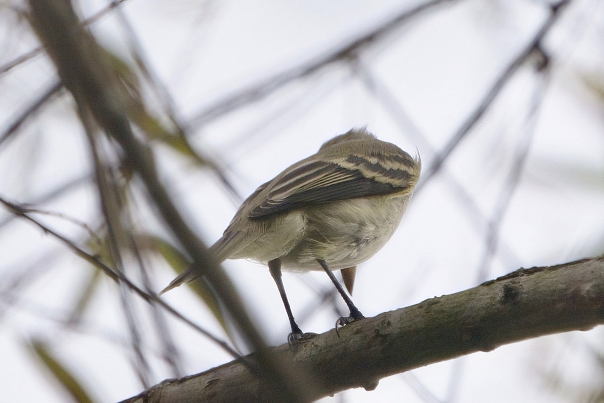 Least Flycatcher - ML624096553