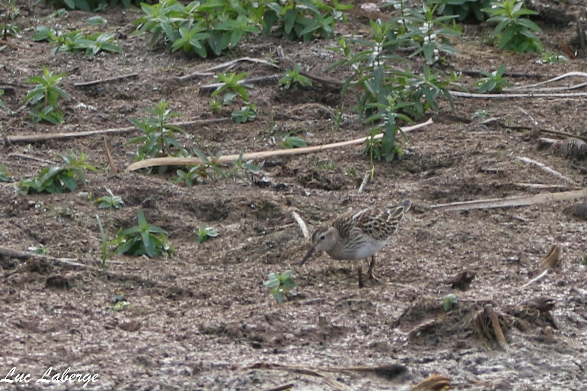 Pectoral Sandpiper - ML624096554