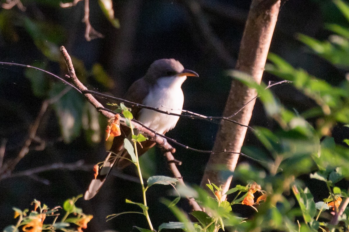 Yellow-billed Cuckoo - ML624096556