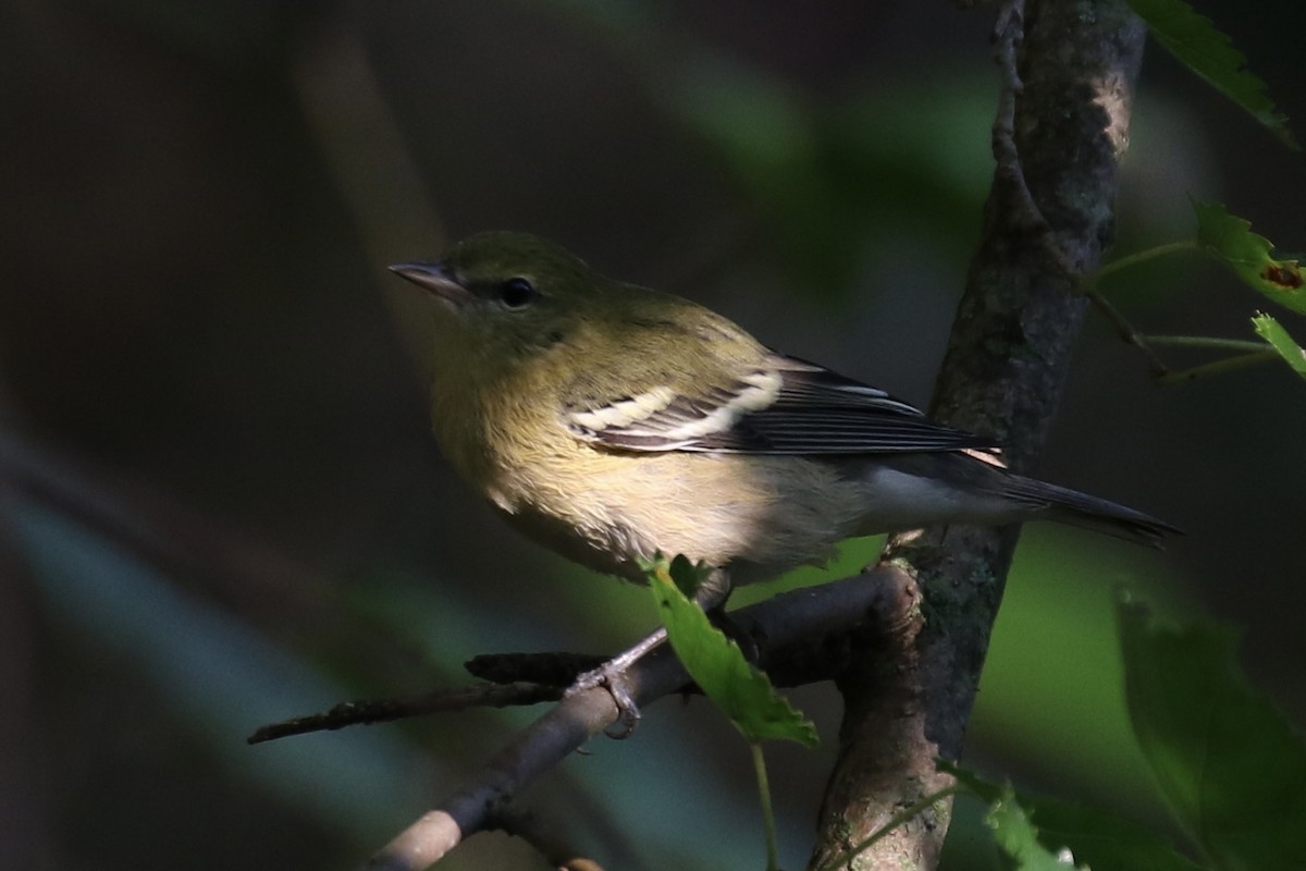 Bay-breasted Warbler - ML624096575