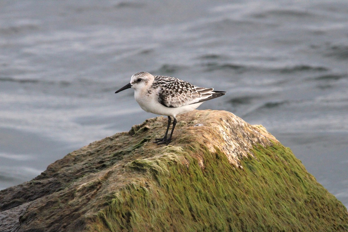 Sanderling - ML624096577