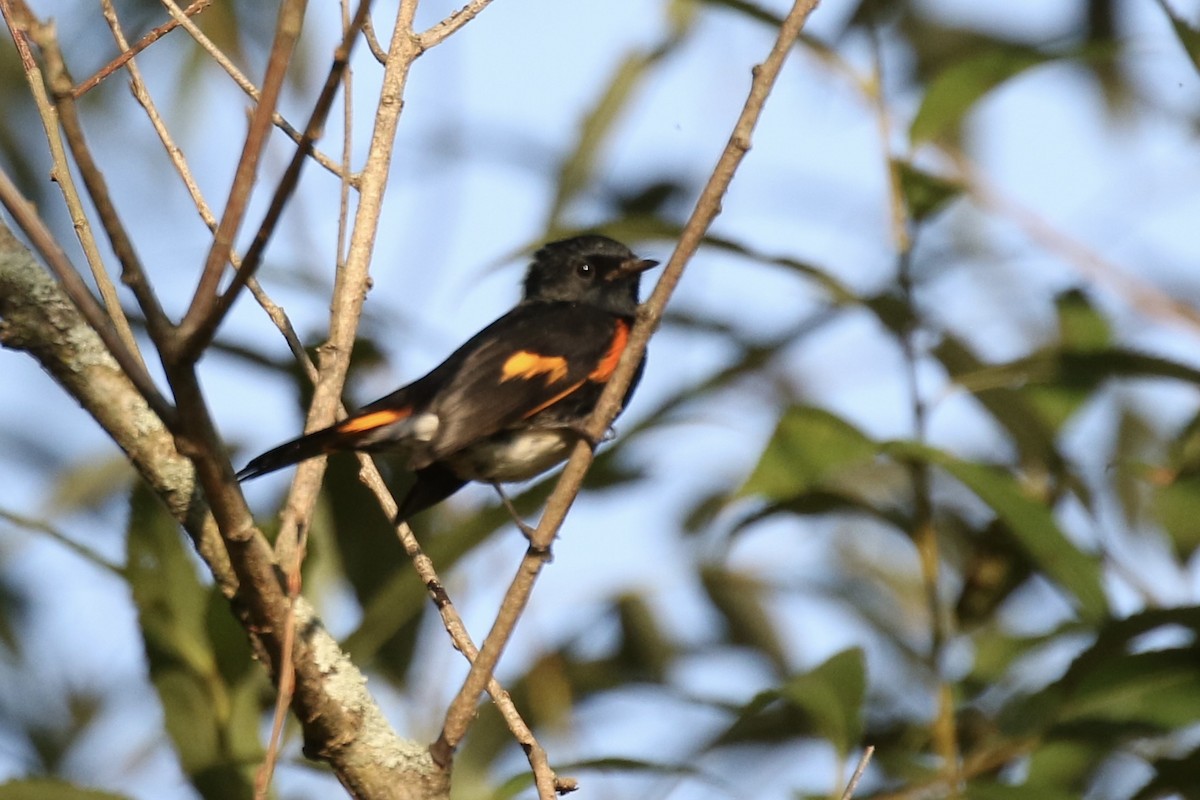 American Redstart - ML624096583