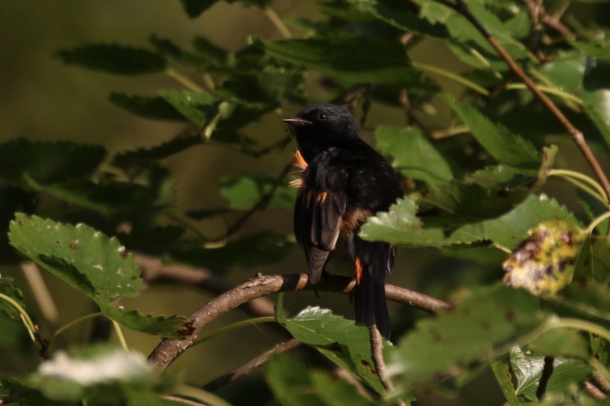 American Redstart - ML624096584