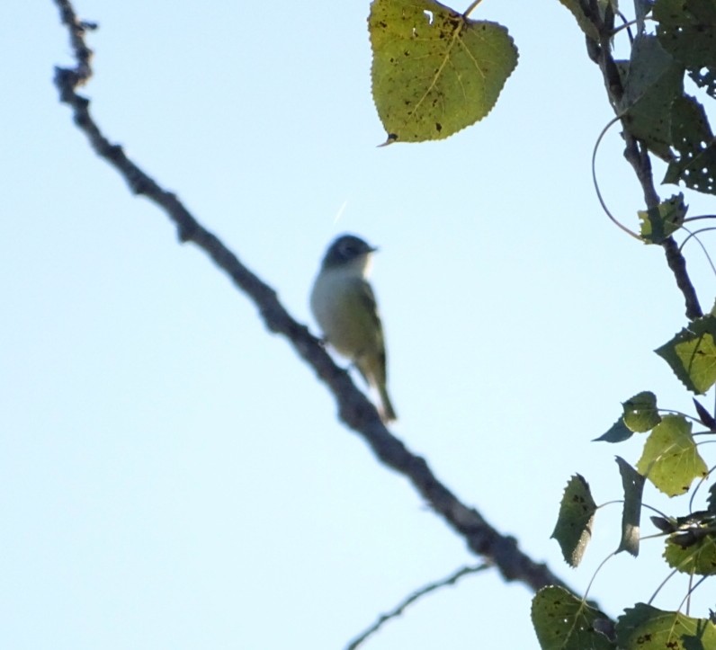 Blue-headed Vireo - ML624096587