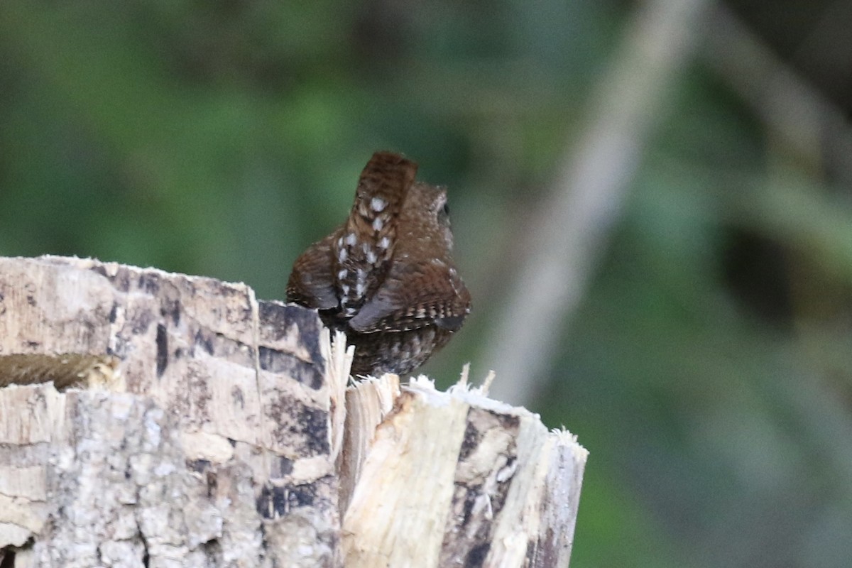 Winter Wren - ML624096595