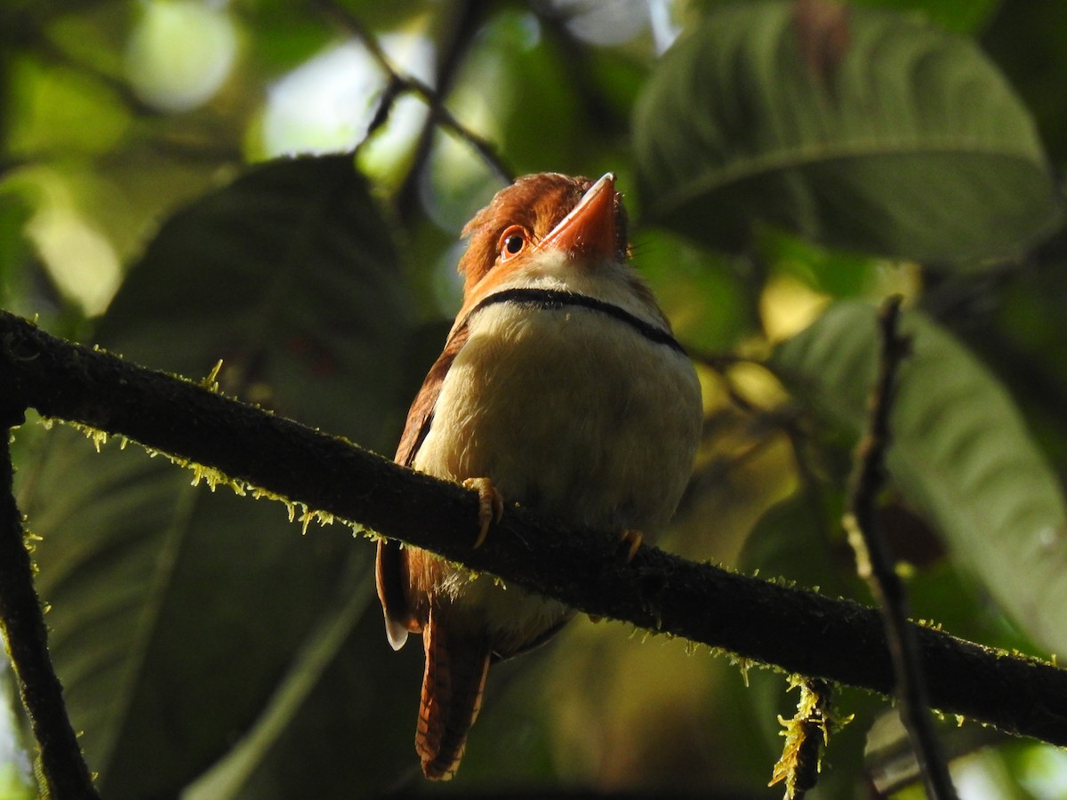 Collared Puffbird - ML62409661