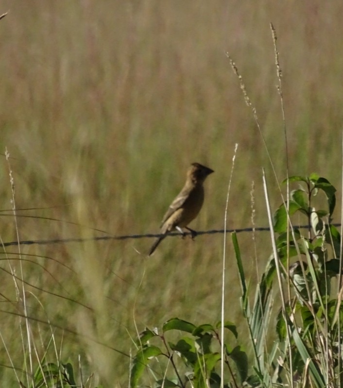 Blue Grosbeak - ML624096647